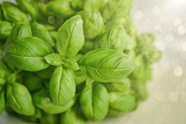 Flavor your meals with low maintenance homegrown herbs Illinois